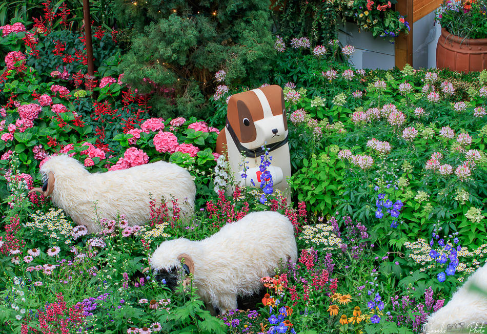 Canon EOS 7D Mark II - EF70-300mm f/4-5.6L IS USM