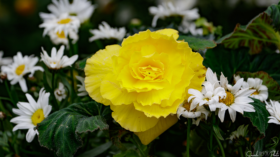 Canon EOS 7D Mark II - EF70-300mm f/4-5.6L IS USM