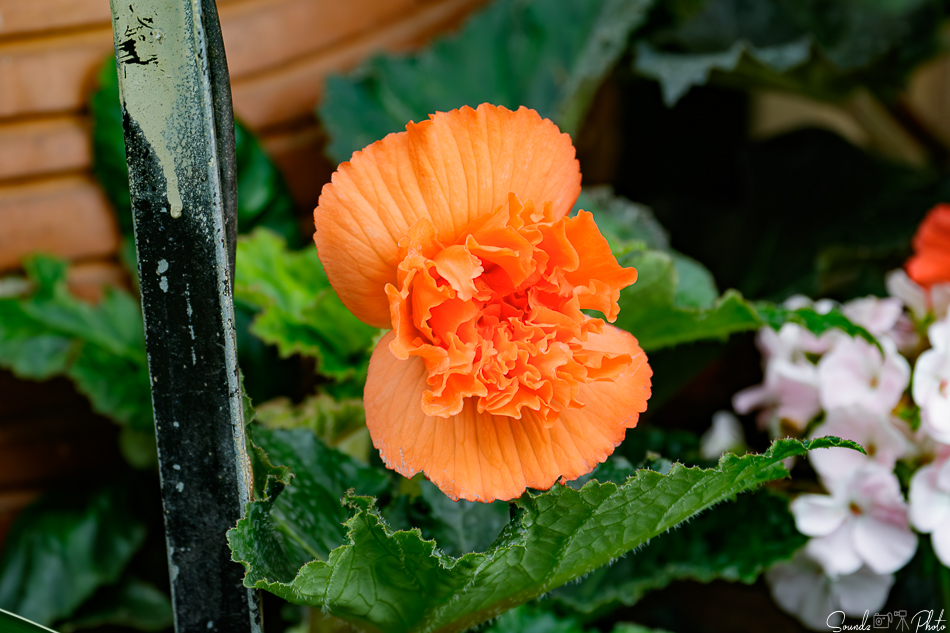 Canon EOS 7D Mark II - EF70-300mm f/4-5.6L IS USM