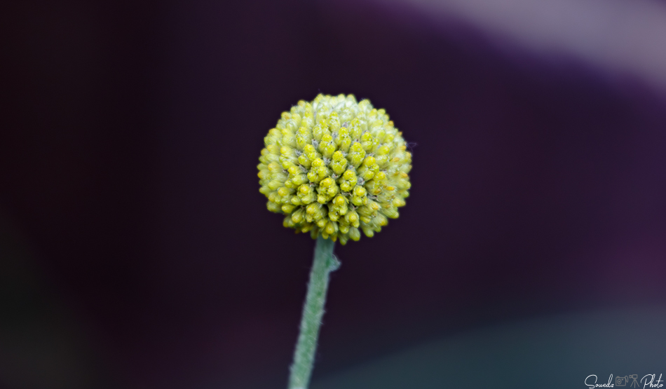 Canon EOS 7D Mark II - EF70-300mm f/4-5.6L IS USM