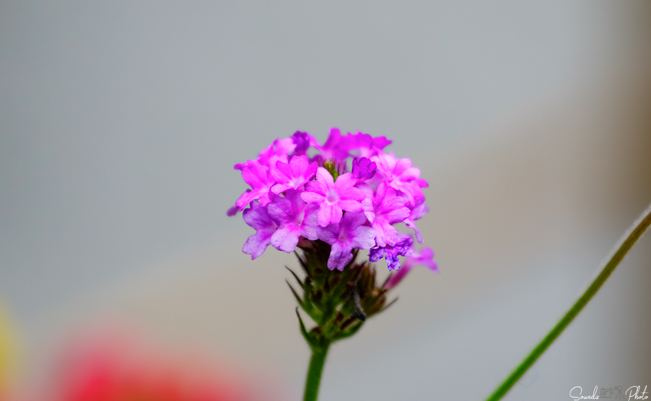 Canon EOS 7D Mark II - EF70-300mm f/4-5.6L IS USM