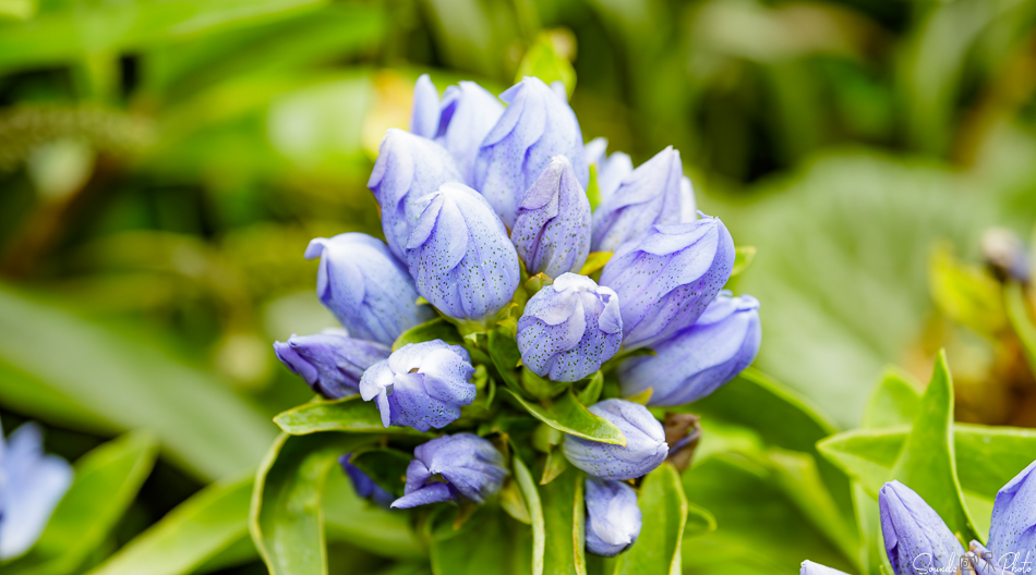 Canon EOS 7D Mark II - EF70-300mm f/4-5.6L IS USM