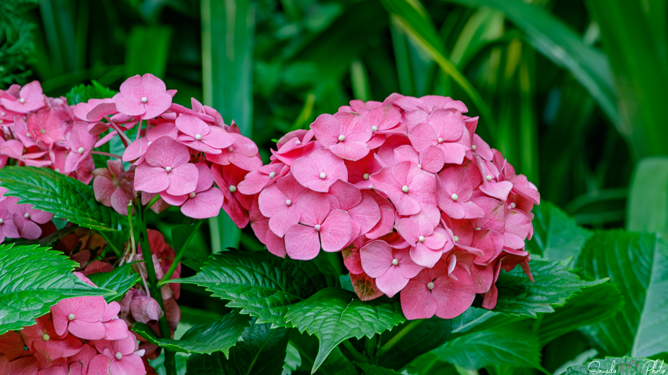 Canon EOS 7D Mark II - EF70-300mm f/4-5.6L IS USM