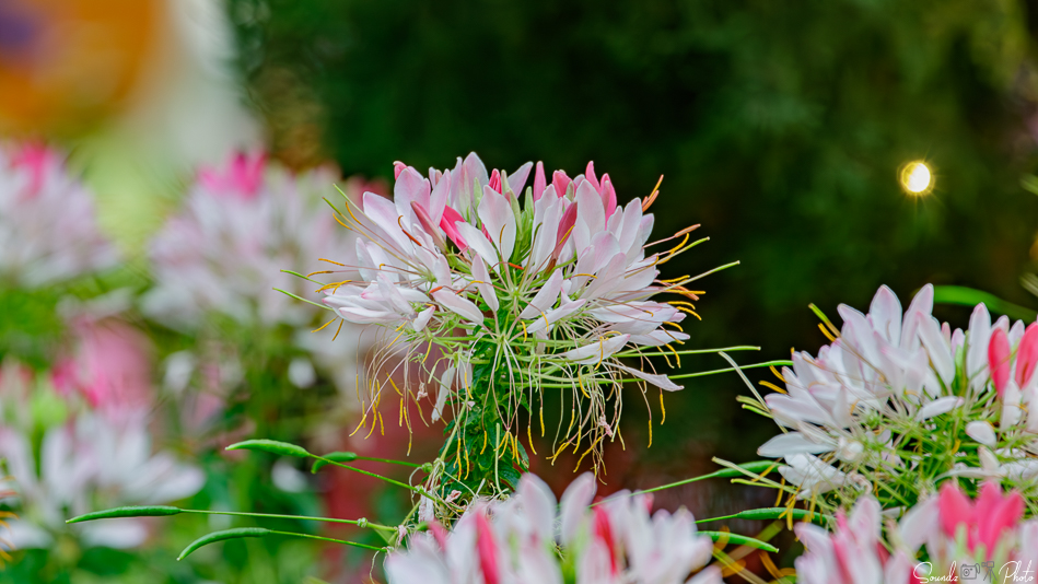 Canon EOS 7D Mark II - EF70-300mm f/4-5.6L IS USM