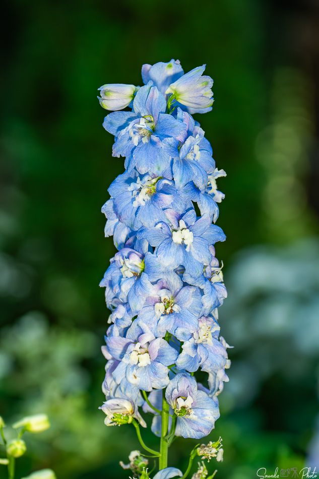 Canon EOS 7D Mark II - EF70-300mm f/4-5.6L IS USM