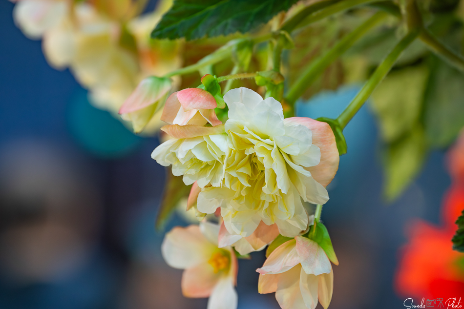 Canon EOS 7D Mark II - EF70-300mm f/4-5.6L IS USM