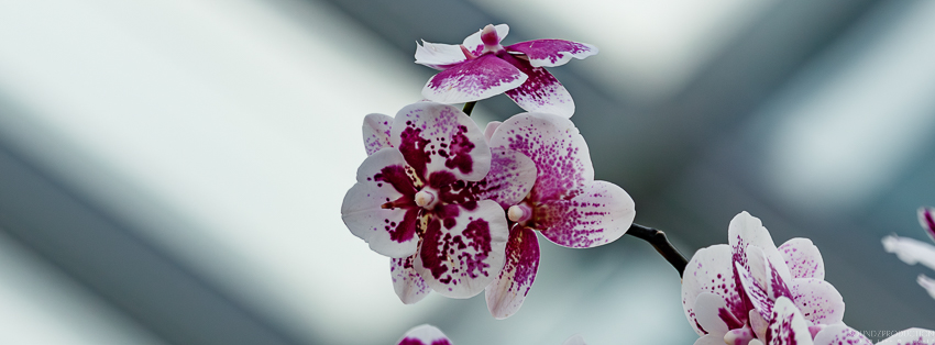 Canon EOS 7D Mark II - EF70-300mm f/4-5.6L IS USM