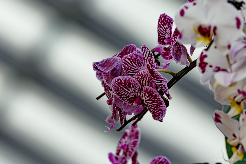 Canon EOS 7D Mark II - EF70-300mm f/4-5.6L IS USM