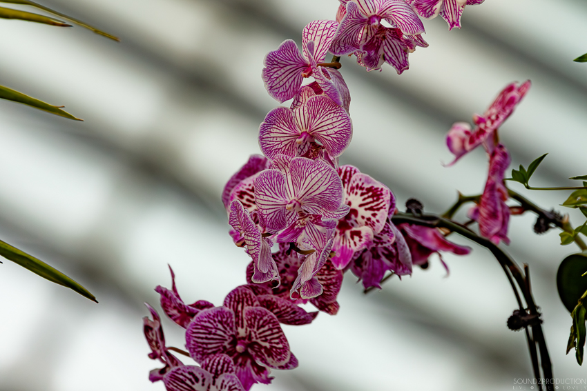 Canon EOS 7D Mark II - EF70-300mm f/4-5.6L IS USM