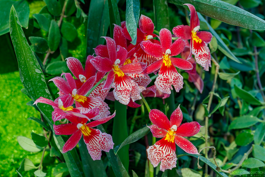 Canon EOS 7D Mark II - EF70-300mm f/4-5.6L IS USM