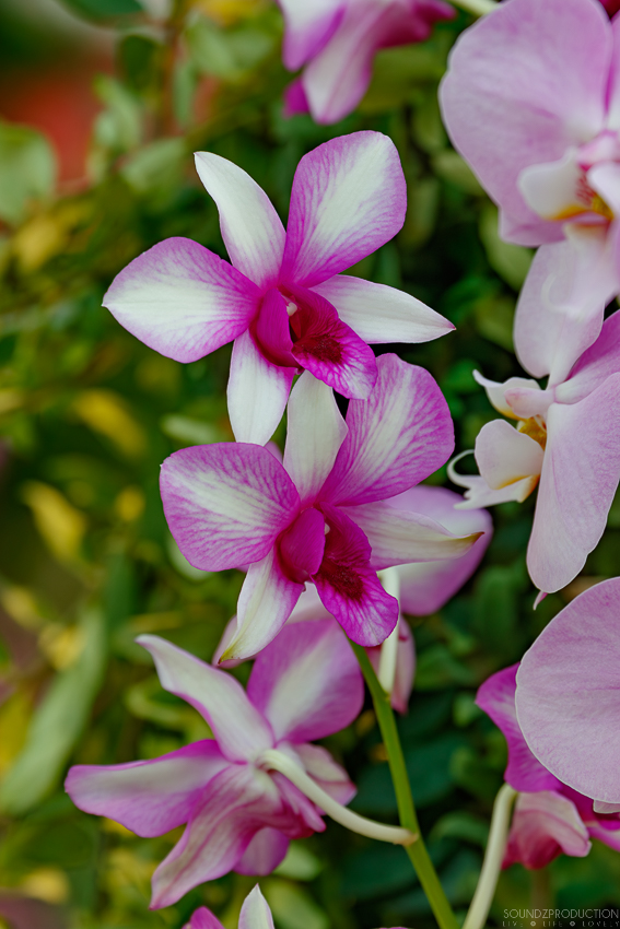 Canon EOS 7D Mark II - EF70-300mm f/4-5.6L IS USM