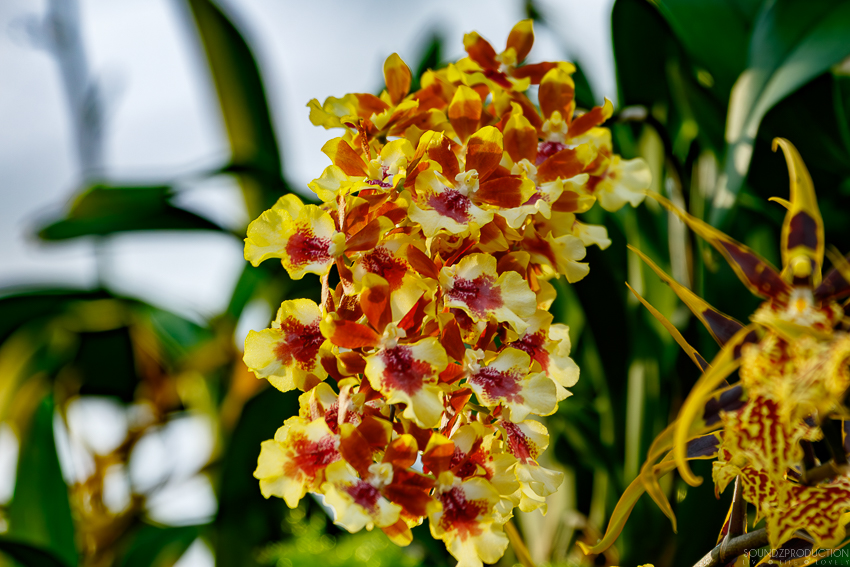 Canon EOS 7D Mark II - EF70-300mm f/4-5.6L IS USM