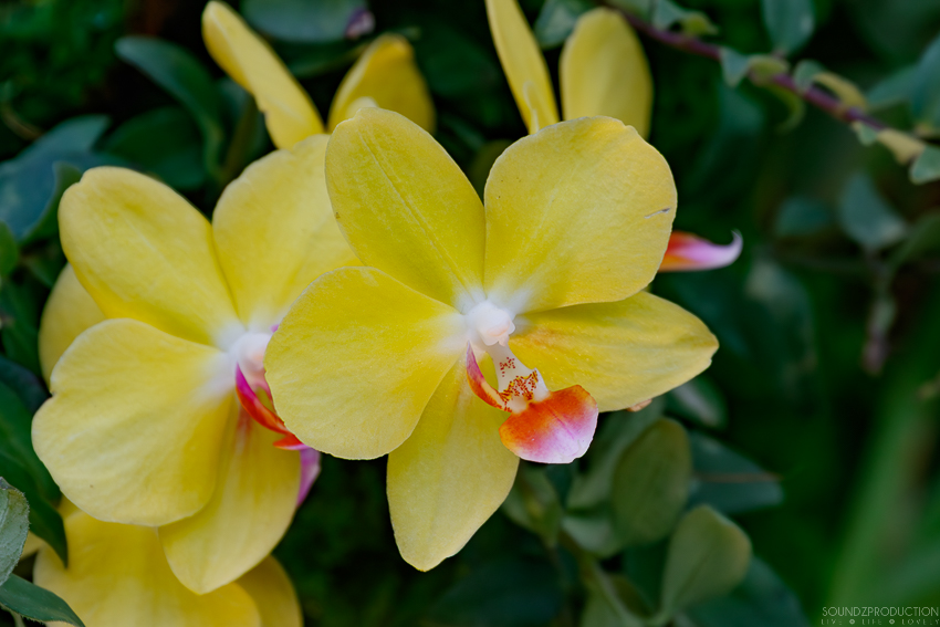 Canon EOS 7D Mark II - EF70-300mm f/4-5.6L IS USM