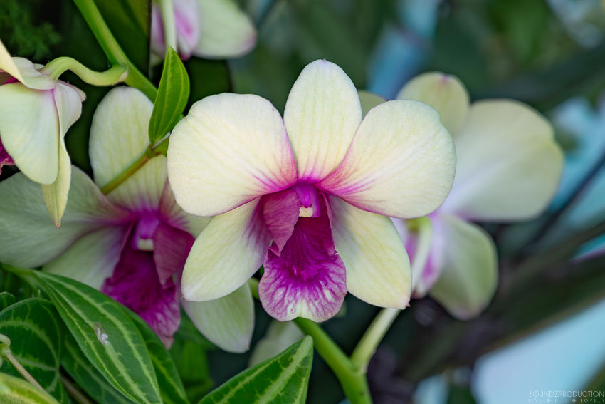 Canon EOS 7D Mark II - EF70-300mm f/4-5.6L IS USM