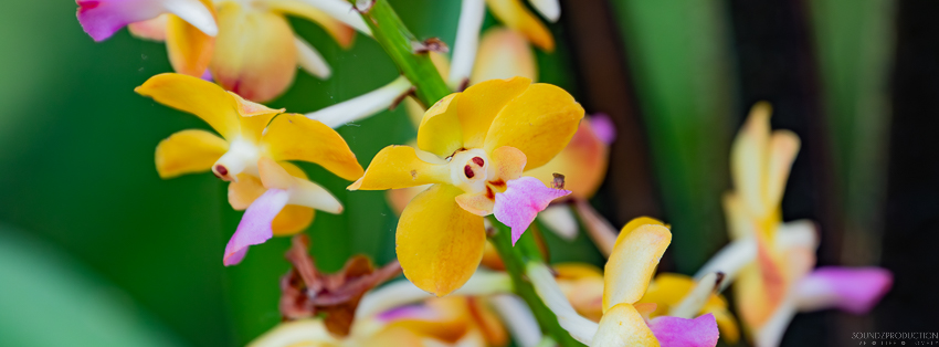 Canon EOS 7D Mark II - EF70-300mm f/4-5.6L IS USM