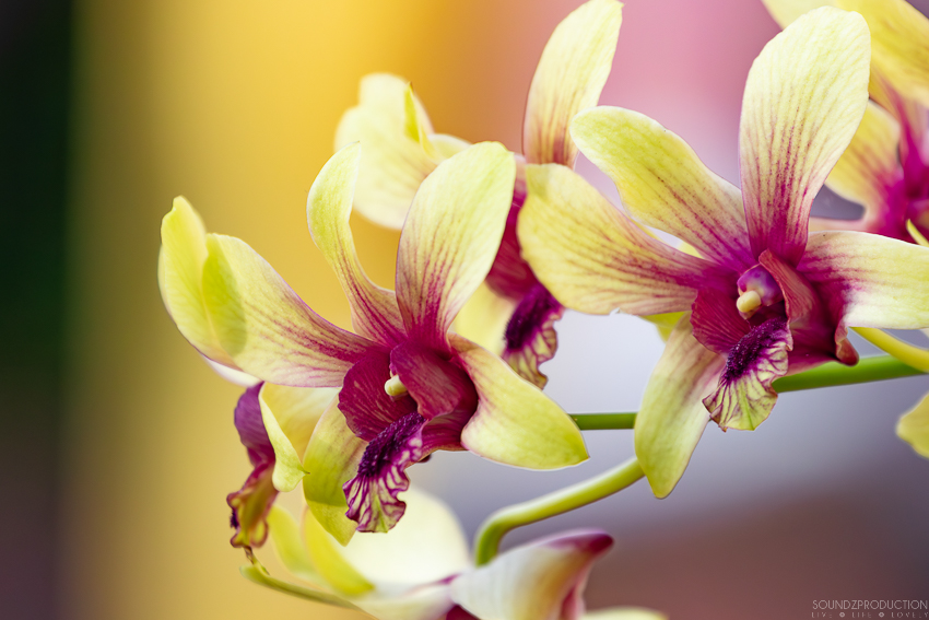 Canon EOS 7D Mark II - EF70-300mm f/4-5.6L IS USM