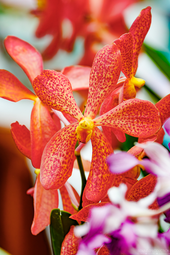 Canon EOS 7D Mark II - EF70-300mm f/4-5.6L IS USM