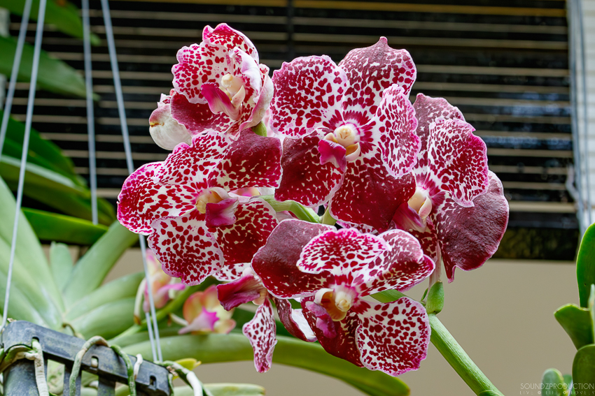 Canon EOS 7D Mark II - EF70-300mm f/4-5.6L IS USM