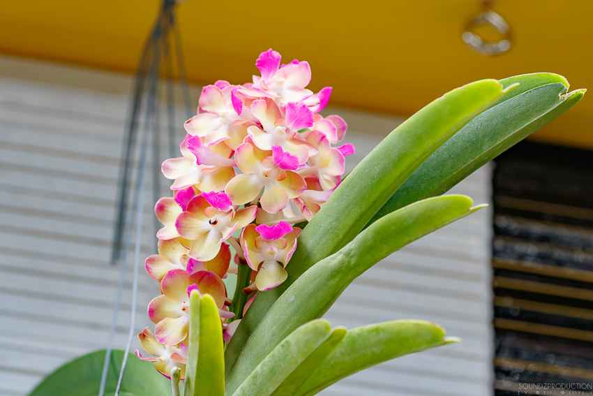 Canon EOS 7D Mark II - EF70-300mm f/4-5.6L IS USM