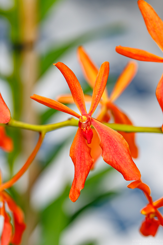 Canon EOS 7D Mark II - EF70-300mm f/4-5.6L IS USM