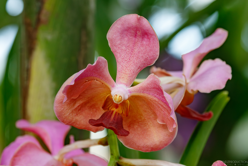 Canon EOS 7D Mark II - EF70-300mm f/4-5.6L IS USM