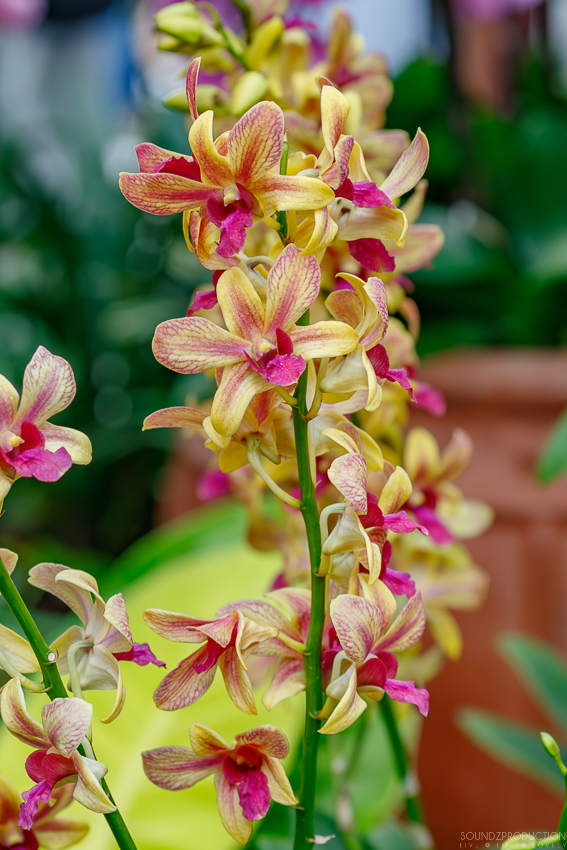 Canon EOS 7D Mark II - EF70-300mm f/4-5.6L IS USM