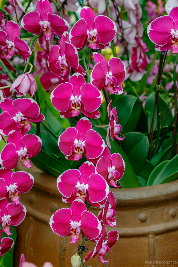 Canon EOS 7D Mark II - EF70-300mm f/4-5.6L IS USM