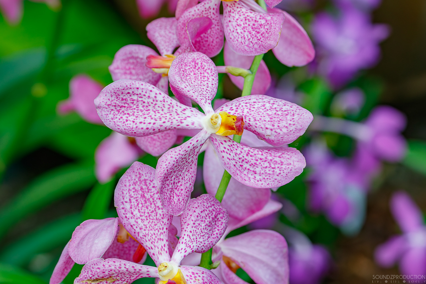 Canon EOS 7D Mark II - EF70-300mm f/4-5.6L IS USM