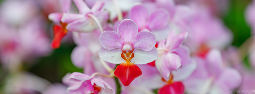 Canon EOS 7D Mark II - EF70-300mm f/4-5.6L IS USM