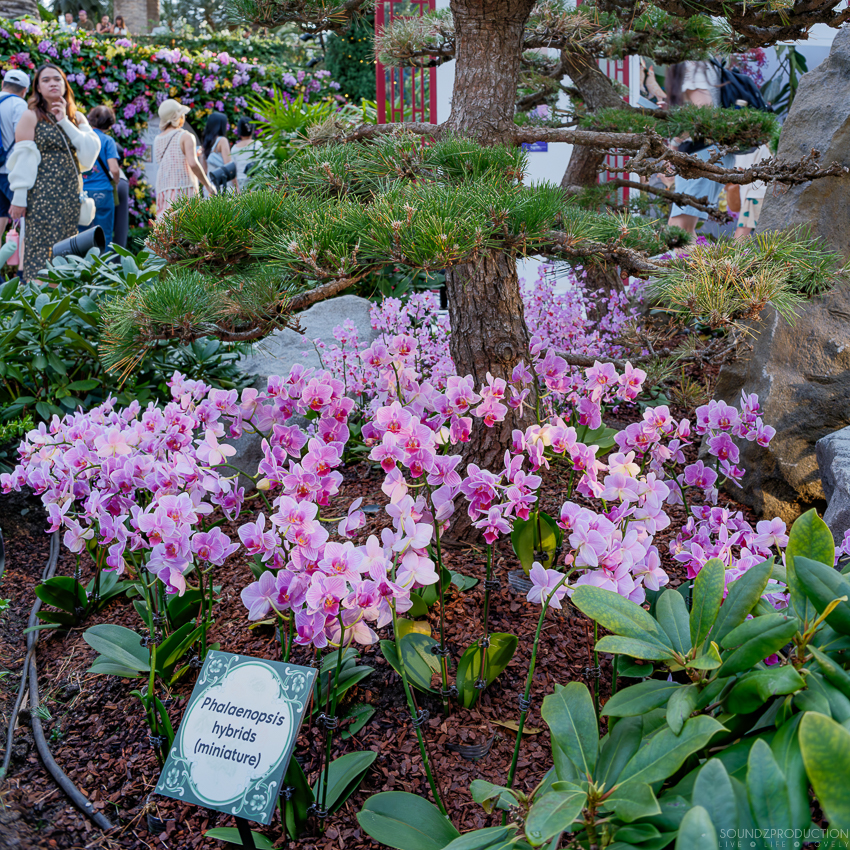 GFX100S II - Viltrox Canon EF 35mm f/2