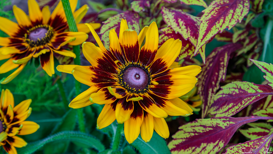 Canon EOS 7D Mark II - EF24-105mm f/4L IS USM