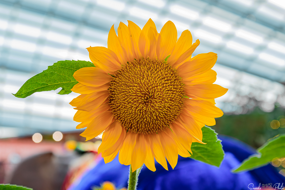 Canon EOS 7D Mark II - EF24-105mm f/4L IS USM