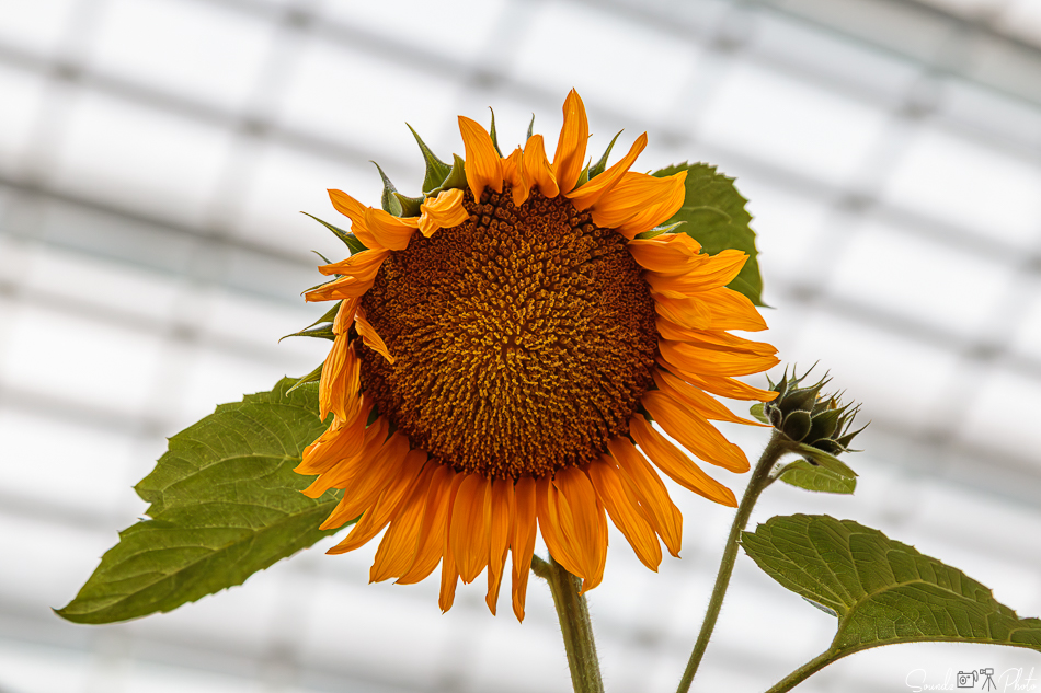 Canon EOS 7D Mark II - EF24-105mm f/4L IS USM