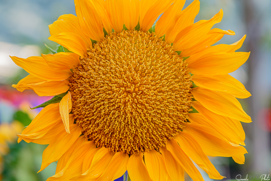 Canon EOS 7D Mark II - EF24-105mm f/4L IS USM