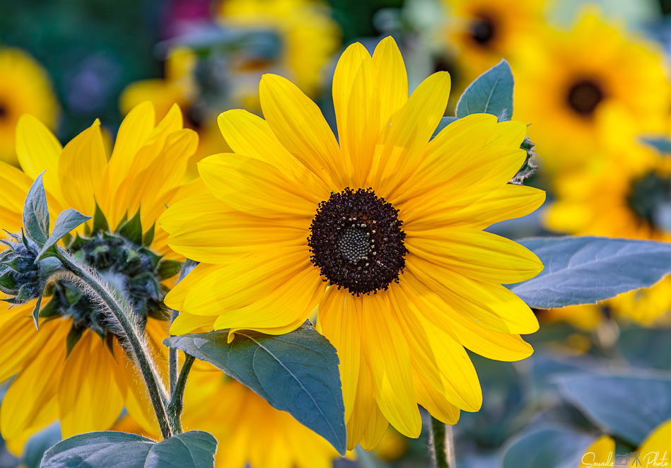 Canon EOS 7D Mark II - EF24-105mm f/4L IS USM