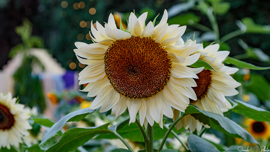 Canon EOS 7D Mark II - EF24-105mm f/4L IS USM