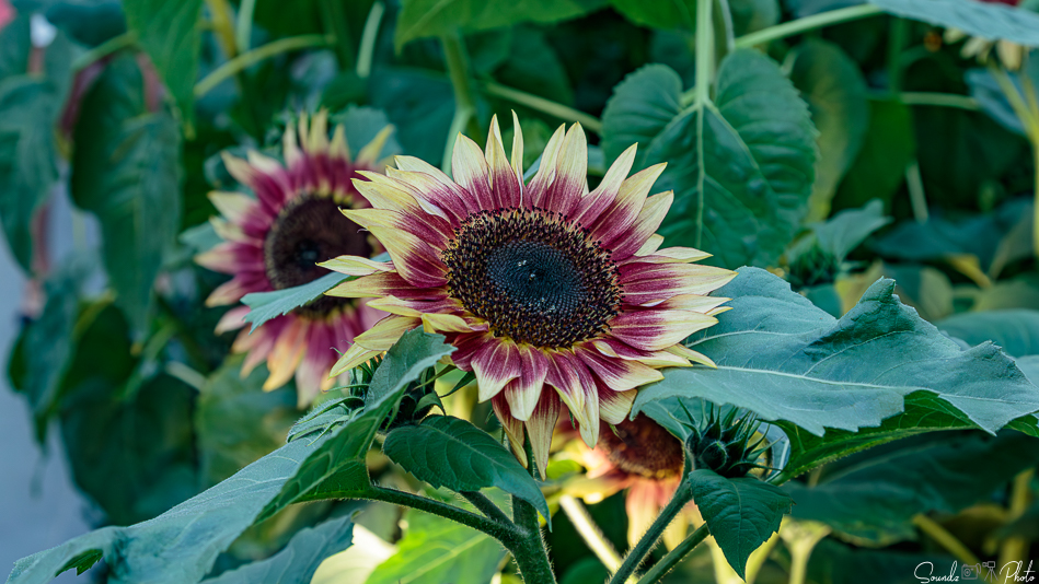 Canon EOS 7D Mark II - EF24-105mm f/4L IS USM