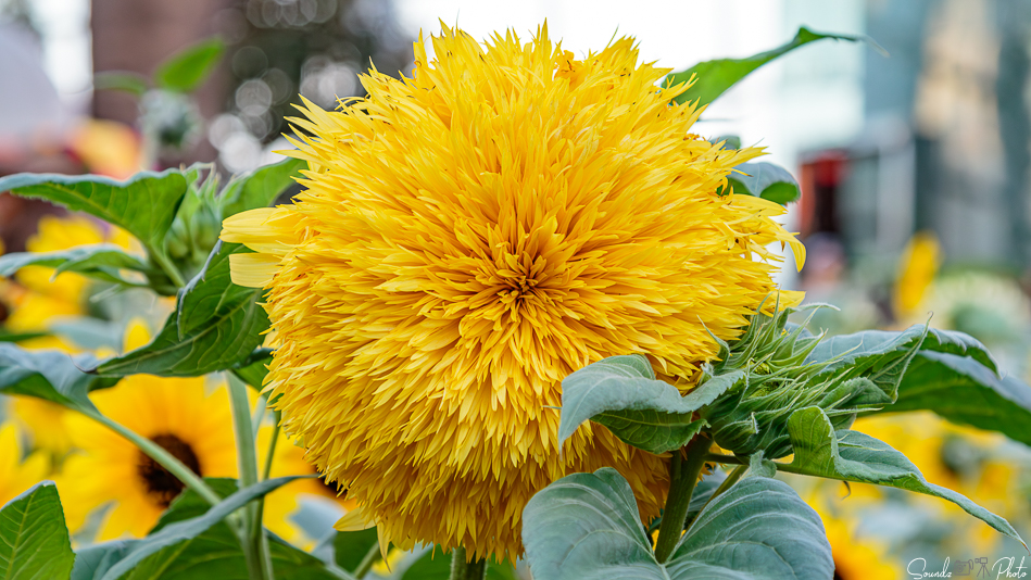 Canon EOS 7D Mark II - EF24-105mm f/4L IS USM