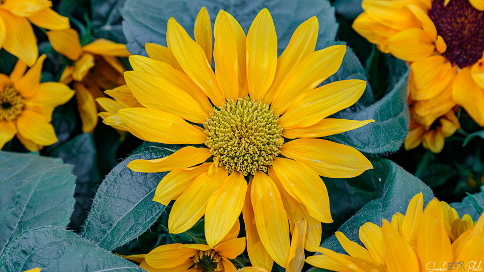 Canon EOS 7D Mark II - EF24-105mm f/4L IS USM