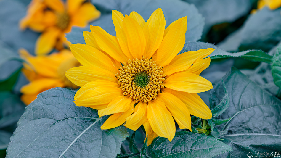 Canon EOS 7D Mark II - EF24-105mm f/4L IS USM