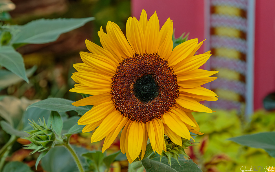 Canon EOS 7D Mark II - EF24-105mm f/4L IS USM