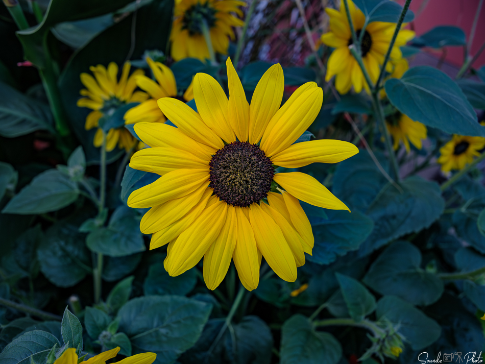 GFX100S II - Viltrox Canon EF 35mm f/2